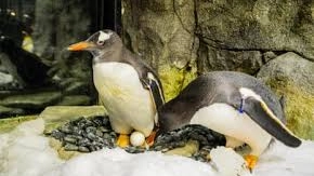 Sphen e Magic, la coppia di pinguini gay (Sea Life Sydney Aquarium/PR IMAGE)