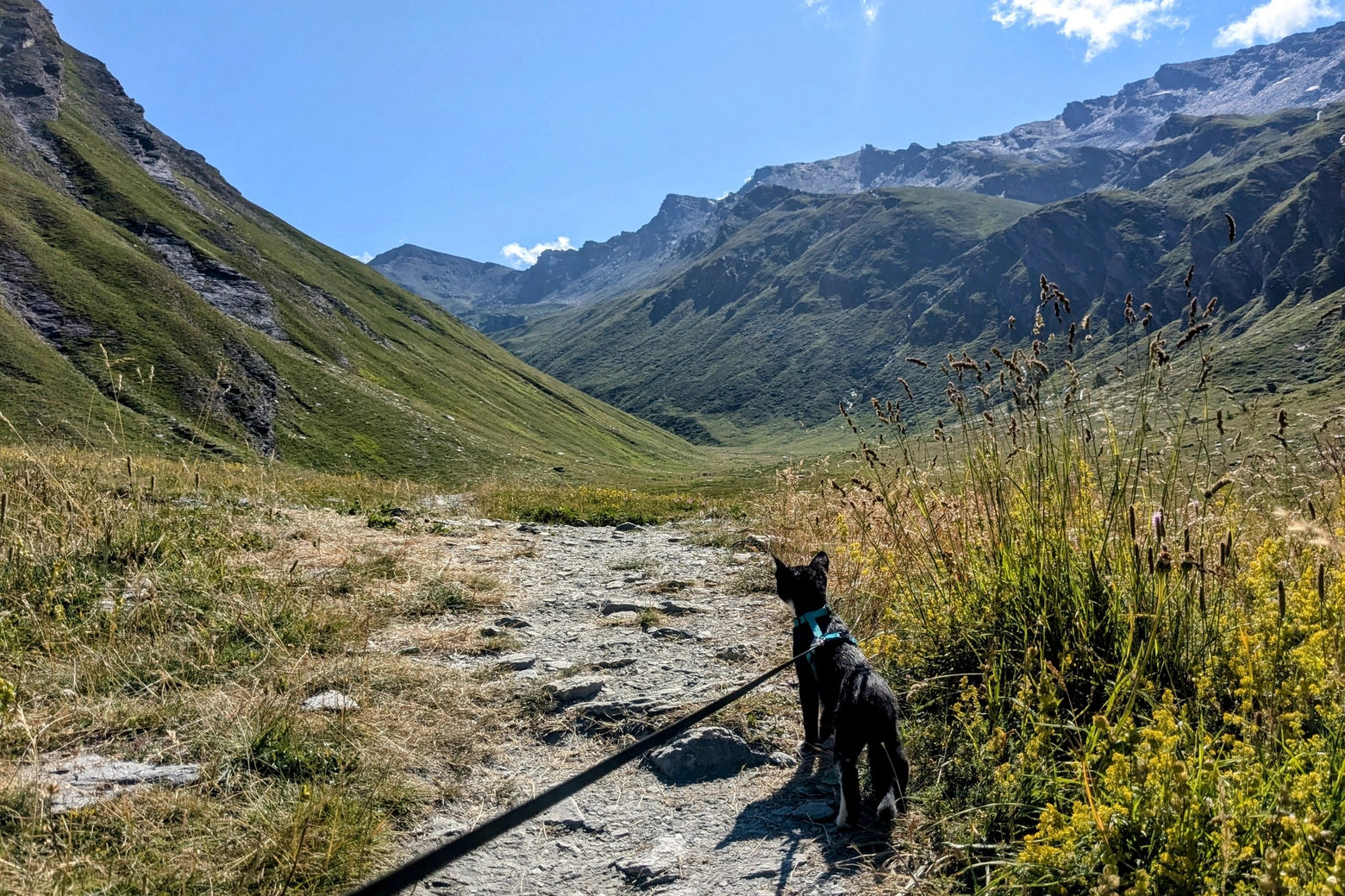 Garmin, il gattino camminatore