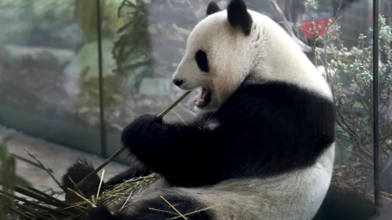 La panda Meng Meng allo Zoo di Berlino (AP Photos)