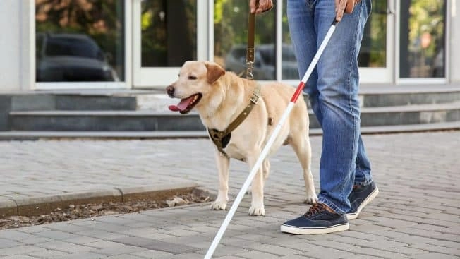 Un uomo cieco col cane guida