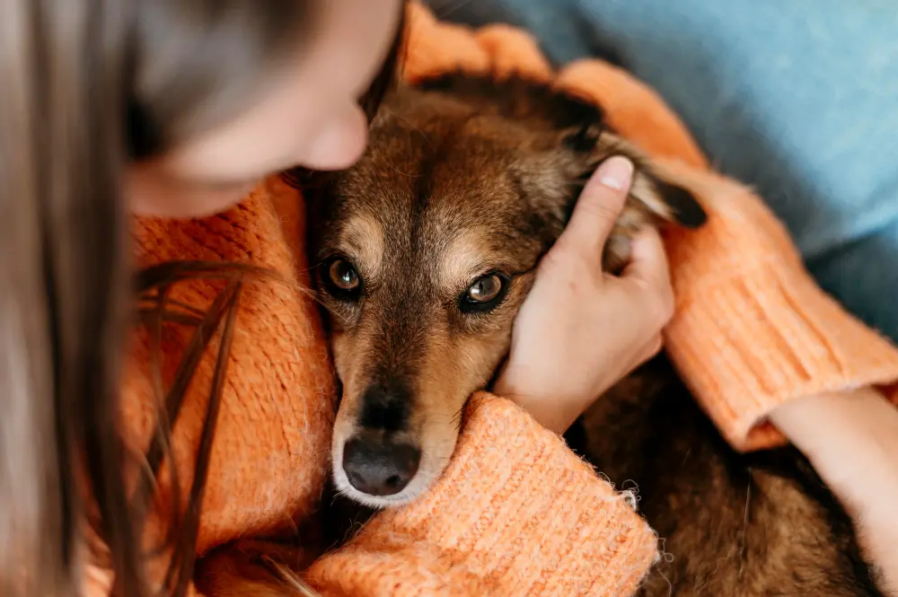 New York, verso il congedo di malattia per gli animali domestici