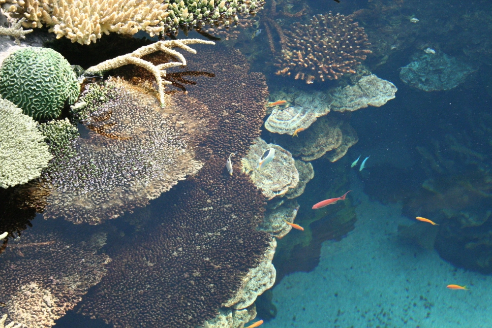 Ecosistema marino a rischio