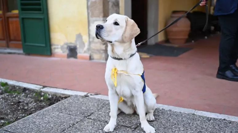 Cani da allerta medica affidati a famiglie con bambini diabetici