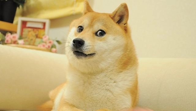 Kabosu, la cagnolina giapponese famosa sui social