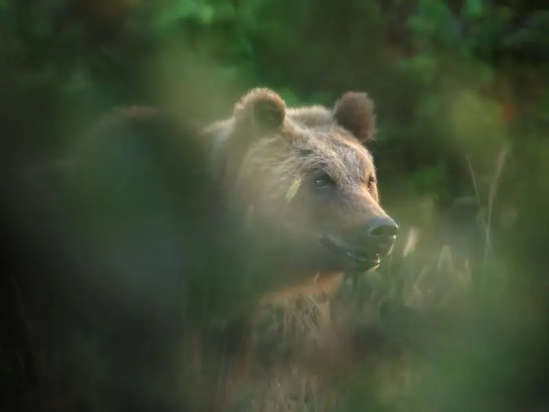 Uccisione dell’orsa Amarena, sit-in degli animalisti al processo