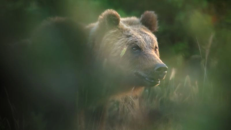 L'orsa Amarena (Parco Abruzzo Lazio Molise)