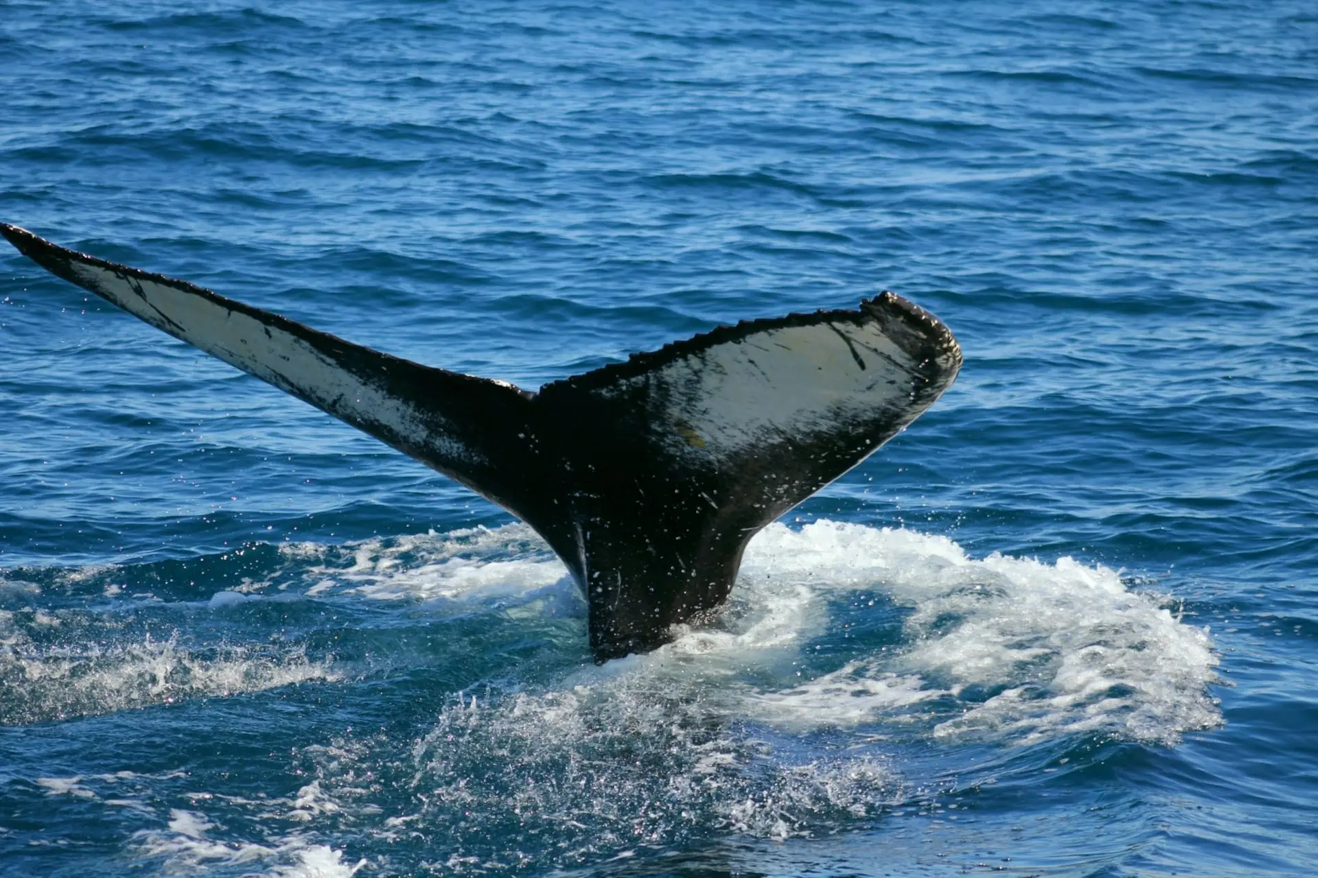 Una balenottera nel cuore del Tirreno, il cambiamento climatico colpisce ancora