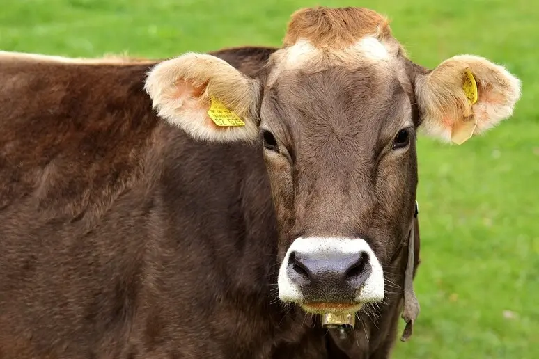 La Danimarca tasserà le flatulenze del bestiame per combattere il cambiamento climatico