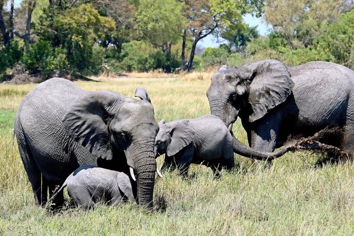 Elefanti in Botswana