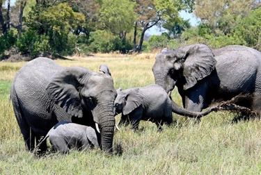 Perché 20mila elefanti stanno arrivando in Germania dal Botswana?