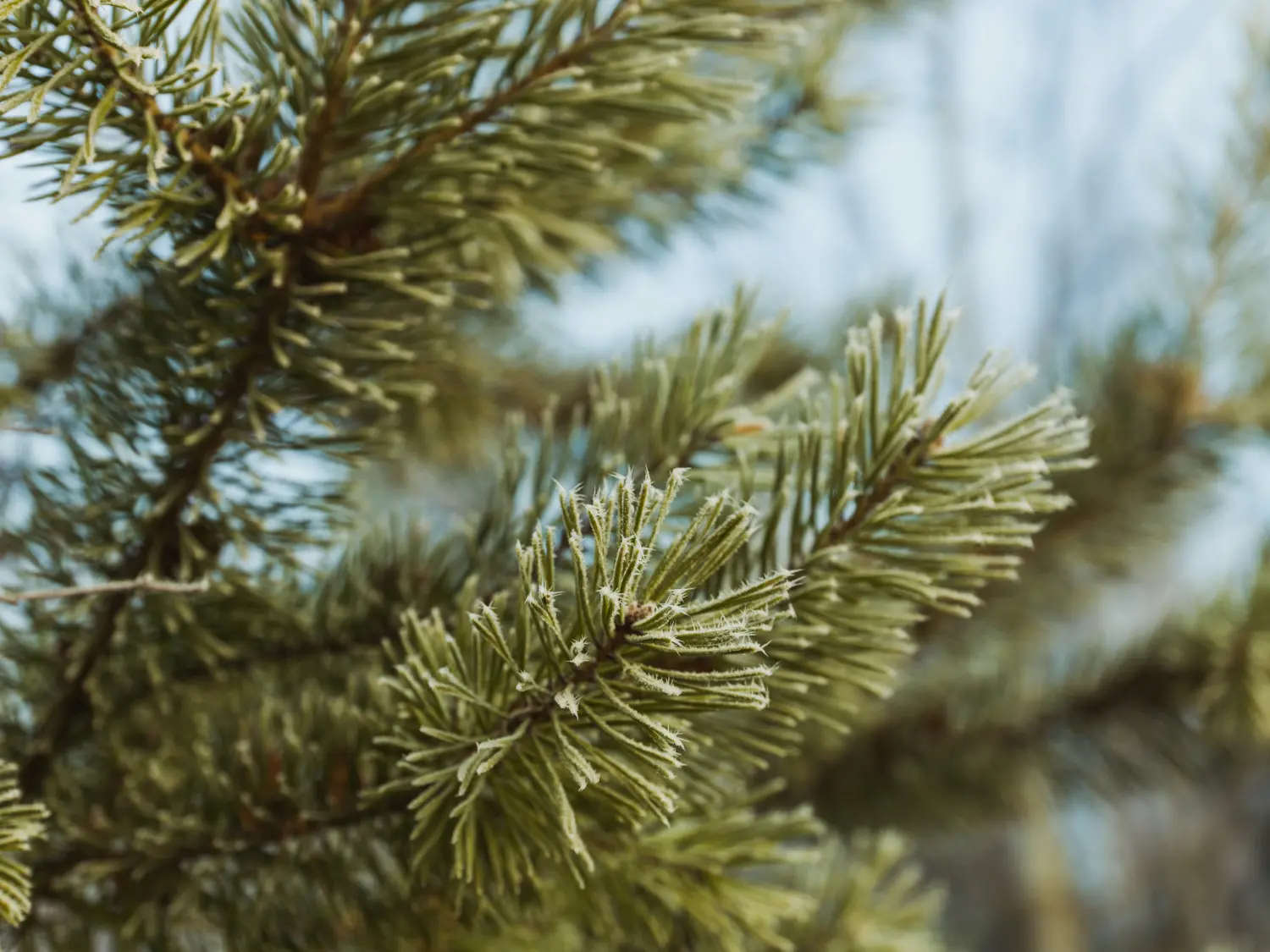 Niente albero di Natale per il Vaticano: 50mila firme per salvare l’abete secolare