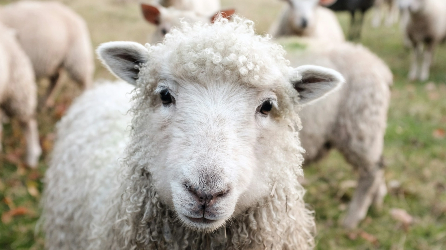 Quattro pecore iscritte a scuola in Francia