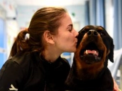 Addio a Dea, la prima rottweiler in Italia a fare pet-therapy