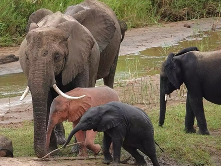In Sudafrica avvistato un elefante rosa: non è un sogno, è solo albino