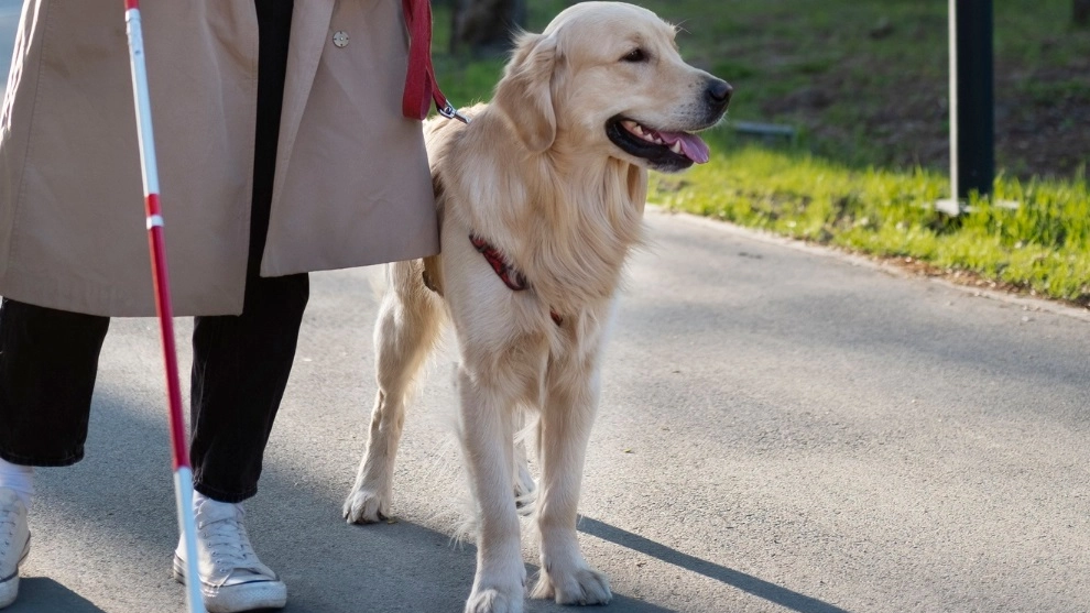 Le proposte di Michela Brambilla sull'accesso dei cani guida nelle aree pubbliche e sui mezzi di trasporto