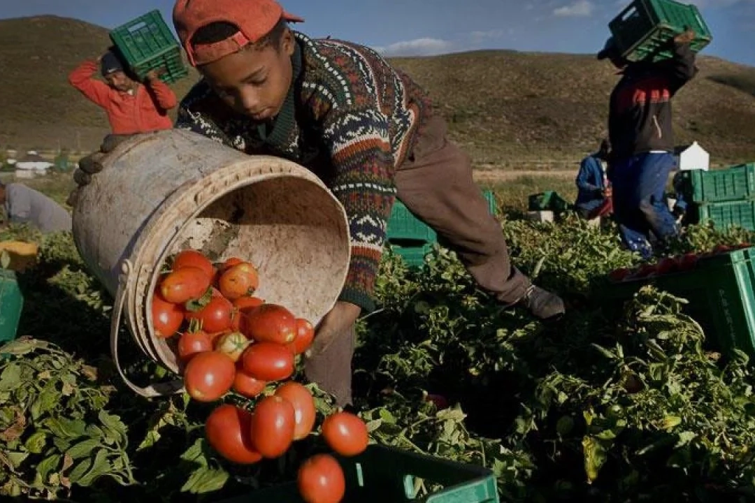 Lavoro minorile, coldiretti toscana 7 bambini su 10 sfruttati nei campi