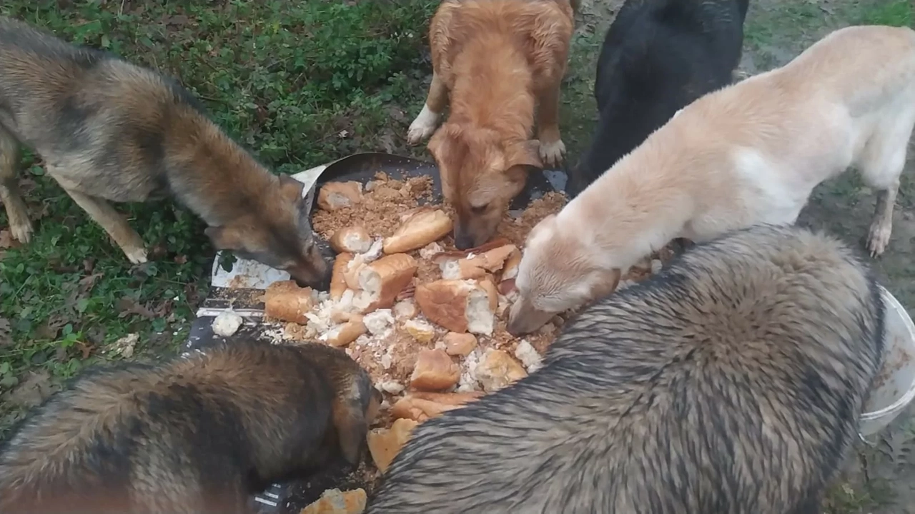 Cani randagi alla periferia di Istanbul (Oipa)