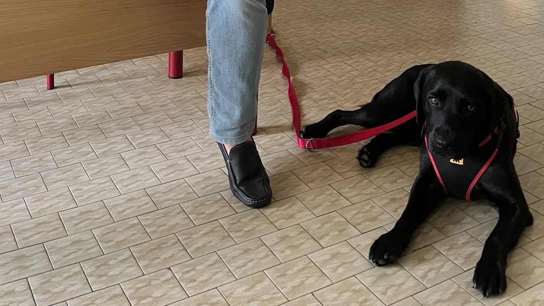 Il dirigente scolastico torinese soffre di una forma di diabete per cui rischia il coma. Ad aiutarlo c'è la cagnolina, che a dicembre diventerà ufficialmente un cane d'assistenza.