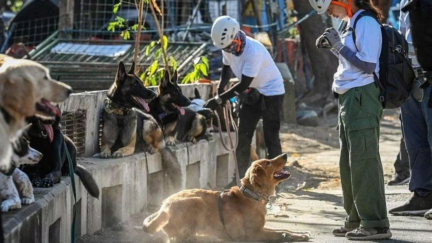 Filippine, cani volontari addestrati per l'emergenza terremoti (AFP)