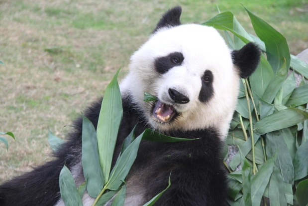 La panda più anziana al mondo a diventare mamma