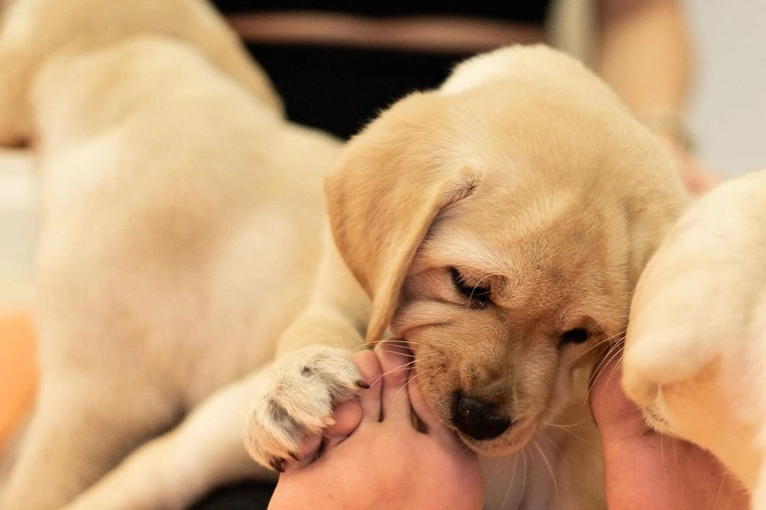 A lezione di yoga con cuccioli di cane (Instagram)