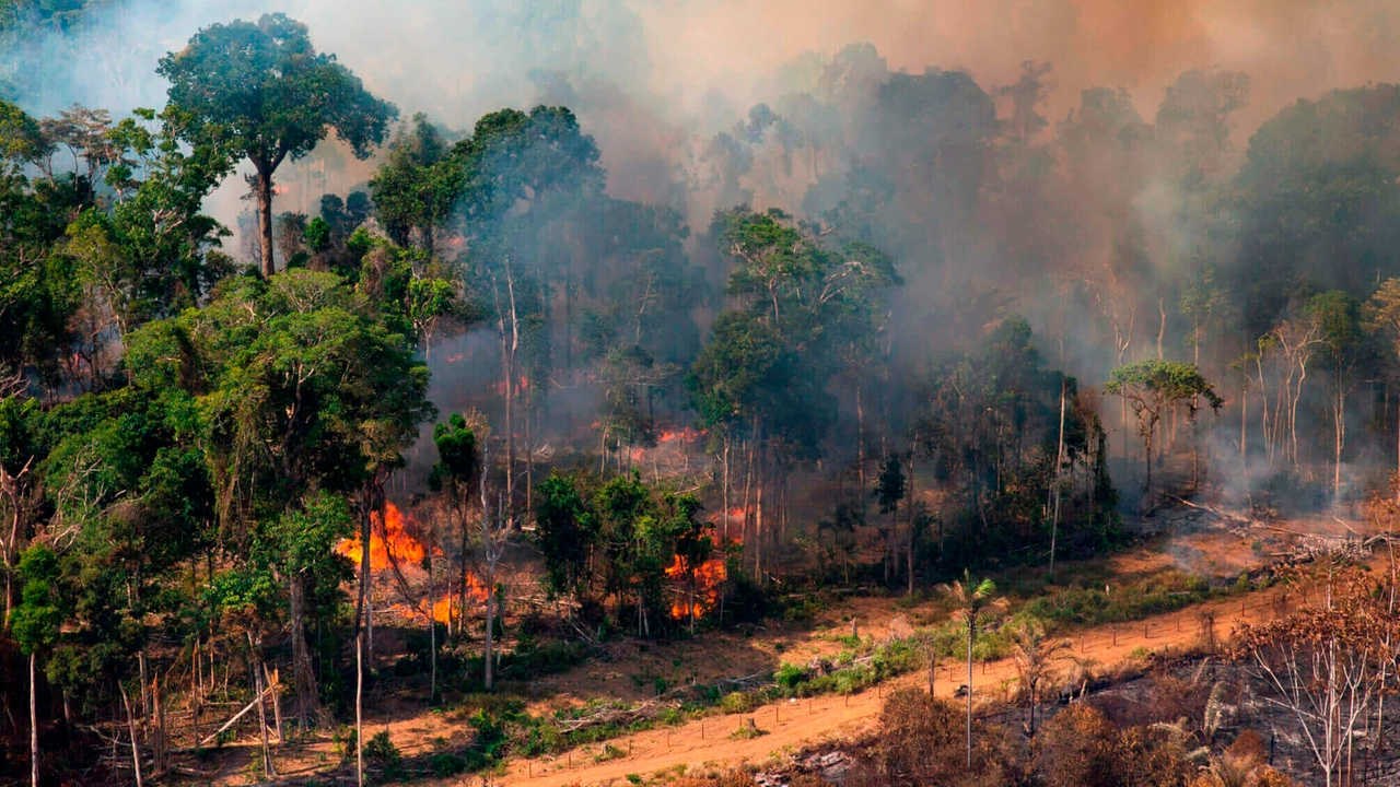 La superficie forestale dell'Amazzonia devastata dalle fiamme (WWF)