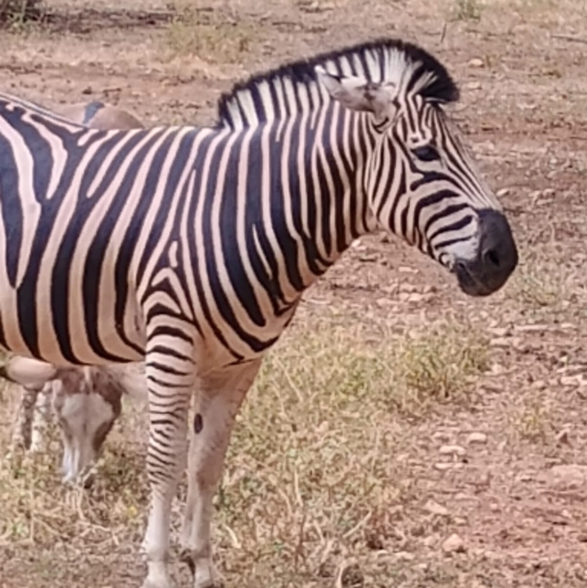 Animanatura, il santuario per animali selvatici ed esotici