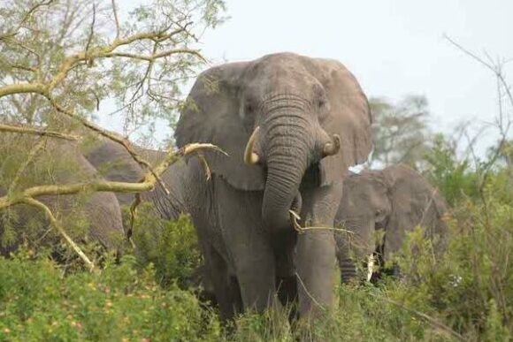 (DIRE) Roma, 17 set. - In Mozambico il numero degli elefanti uccisi ogni anno dai bracconieri e' diminuito di circa tre quarti negli ultimi cinque anni, passando dai 1.200 del 2014 ai 360 esemplari del 2019. Lo ha reso noto la ministra dell'Ambiente, Ivete Maibasse.    La ministra ha sottolineato che la riserva naturale di Niassa, la piu' grande del Mozambico, situata a pochi chilometri dal confine settentrionale con la Tanzania, negli ultimi due anni non ha registrato neanche un decesso di elefante per mano dei cacciatori.     All'origine di questo risultato, ha sottolineato alla stampa locale la dirigente del governo, "l'energica azione" delle forze di protezione e la particolare attenzione "degli ispettori delle aree protette".     La polizia mozambicana ha impiegato anche strumenti all'avanguardia per difendere l'animale, come il monitoraggio via satellite tramite collare, si legge sul quotidiano locale O Pais, oltre che campagne di sensibilizzazione della popolazione.     Incrementato pero' anche il controllo sui bracconieri. Tra il 2015 e il 2019, ha ricordato Maibasse, sono stati condannati  per crimini contro la fauna selvatica, con pene comprese tra i 12 e i 16 anni di reclusione, piu' di 100 persone, oltre un terzo negli ultimi due anni. I bracconieri erano perlopiu' affiliati alla criminalita' organizzata, sia locale che straniera.   (Est/ Dire) 15:18 17-09-2