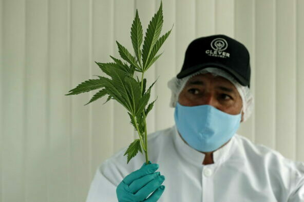epa09328966 A worker shows some cannabis leaves in the nursery of the Clever Leaves company, in Pesca, department of Boyaca, Colombia, 01 July 2021 (Issued 07 July 2021). With a growing market, the medical cannabis industry is making its way in Colombia and seeks to become a supplier of raw materials and products that can satisfy the demand and leave behind the relationship that the plant had with drug trafficking violence.  EPA/Mauricio Duenas Castaneda