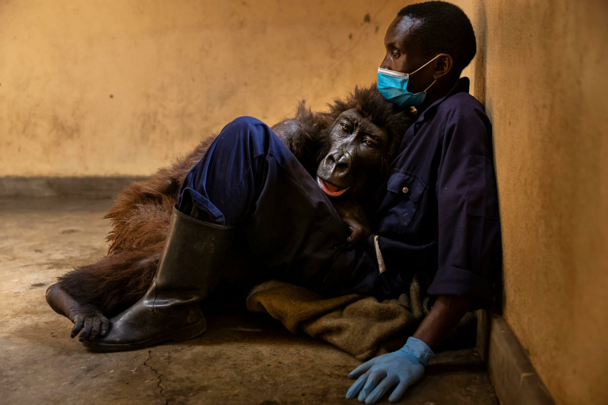 La gorilla Ndakasi, famosa per essere stata fotografata in un selfie del suo custode, è morta a 14 anni nel parco dei Virunga, nell'est della Repubblica democratica del Congo, il 26 settembre scorso dopo una lunga malattia, ma la notizia è stata divulgata dal parco solo questa settimana. +++ FACEBOOK/VIRUNGA NATIONAL PARK +++ ATTENZIONE LA FOTO NON PUO' ESSERE RIPRODOTTA SENZA L'AUTORIZZAZIONE DELLA FONTE CUI SI RINVIA +++