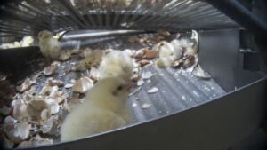 Animal Equality ha diffuso un’investigazione condotta sotto copertura realizzata all’interno di uno dei principali produttori di carne di pollo statunitense, con immagini scioccanti