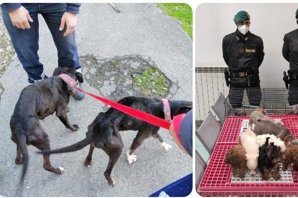 Due pitbull chiusi in casa senza cibo né acqua, 39 cuccioli strappati alle madri per essere venduti. Il calvario degli amici animali