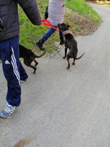  Una segnalazione ha permesso che i cani, alnutriti e scheletrici, potessero essere trovati e salvati dalle Guardie Zoofile Enpa, grazie all’intervento della Polizia Municipale di Calenzano (Firenze)