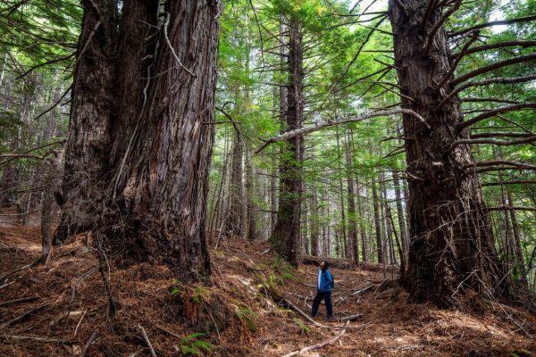 Una porzione di 523 acri di foresta nella contea di Mendocino, California Credit...Max Forster/Save the Redwoods League, via Associated Press