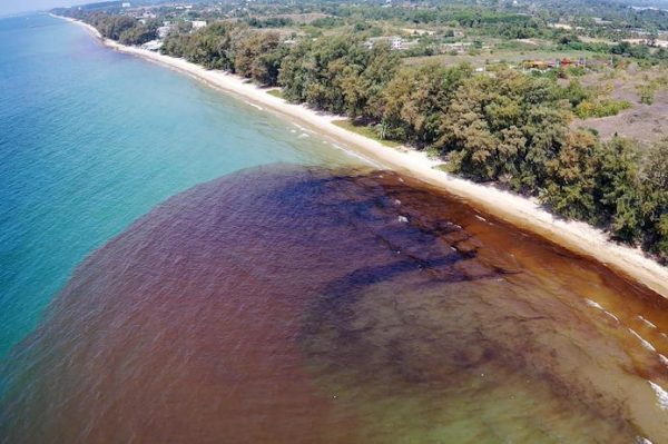 epa09715752 A handout photo made available by the Royal Thai Navy shows a crude oil spill leaked from an underwater pipeline, reaching ashore at Mae Ram Phueng beach in Rayong province, Thailand, 29 January 2022. Thai authorities are undertaking a cleaning operation to clear up crude oil washed ashore from a leaking undersea pipeline, amid concern over the environmental impact on coral reefs and causing extensive damage to tourist beaches in Rayong province.  EPA/ROYAL THAI NAVY / HANDOUT  HANDOUT EDITORIAL USE ONLY/NO SALES