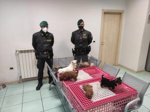 I cuccioli sequestrati in cattive condizioni ad Aversa, erano chiusi in gabbie per polli