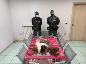  Sequestrati ad Aversa (Caserta) 39 cuccioli di cani di varie razze, detenuti in pessime condizioni