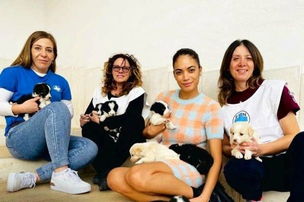 Famiglia di cani in lana cardata - NearteNeparte di Anna Esposito