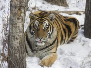 Esemplari di tigre vivono ai piedi dell'Himalaya