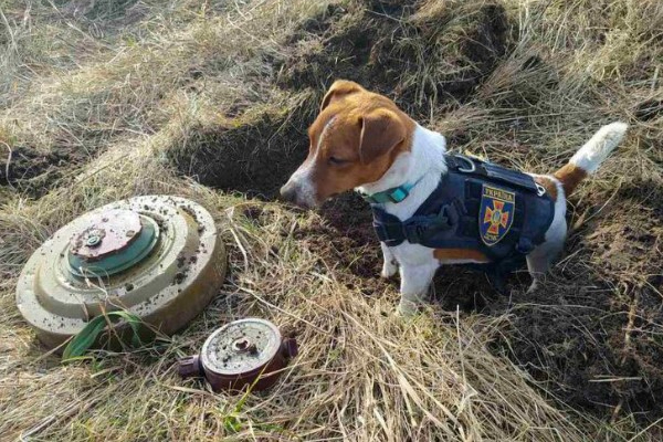 Patron, il cane eroe ucraino che ha scovato oltre 90 bombe a Chernihiv