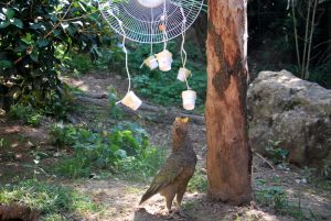 Nestore, pappagallo kea alle prese con un ventilatore-arricchimento al Parco Natura Viva