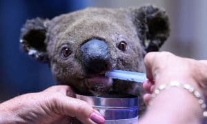 koala-estinzione-pericolo