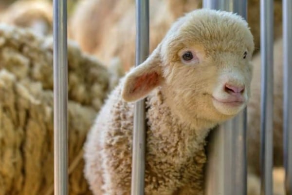In vista della Pasqua sono macellati circa 300mila agnelli e mezzo milione di conigli, stima l’Associazione Italiana Difesa Animali ed Ambiente Aidaa