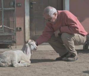 Bruno Bozzetto, 84 anni, e un agnellino