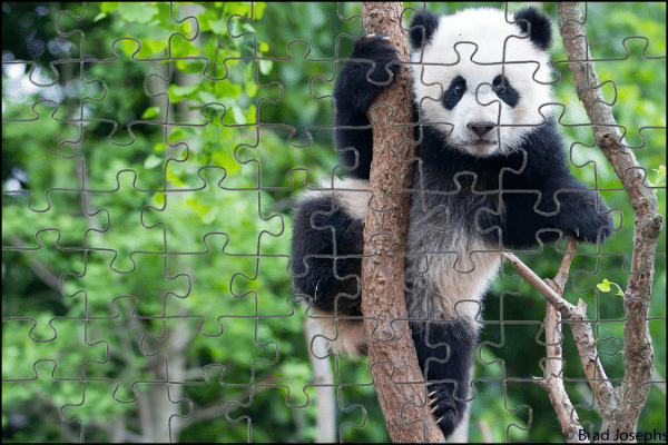 Puzzle WWF Canada