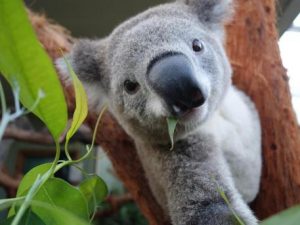 Koala-Zoo-Sydney