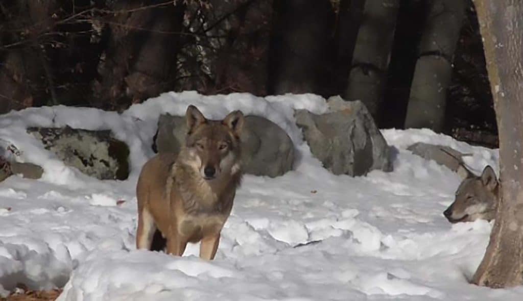 Ammonta a 3.300 il numero dei lupi in Italia secondo il primo monitoraggio nazionale  Ispra