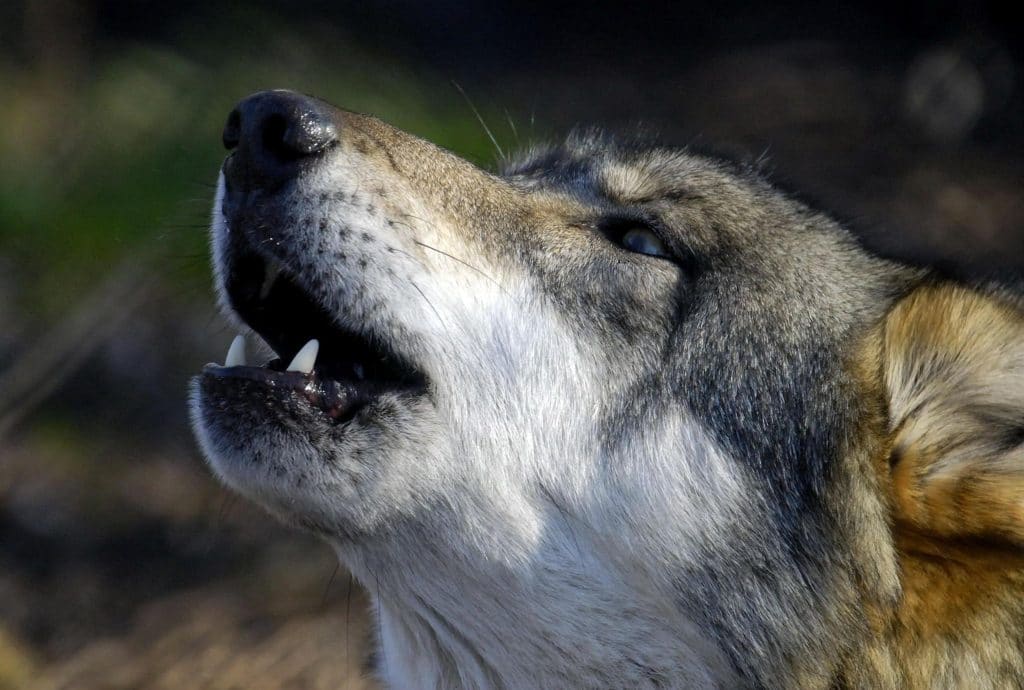 Ammonta a 3.300 il numero dei lupi in Italia secondo il primo monitoraggio nazionale  Ispra
