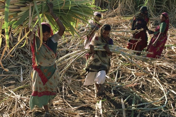 Il 'sacrificio dello zucchero', lavoratrici indiane senza utero