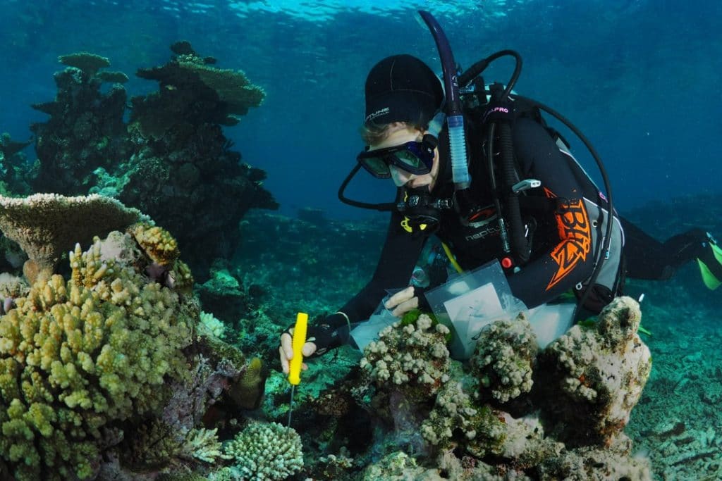 Ricercatore barriera corallina